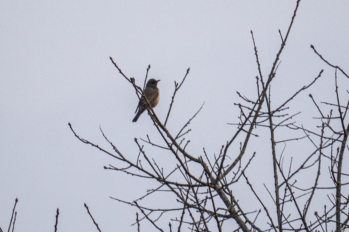 Black-throated Thrush - ML614191174