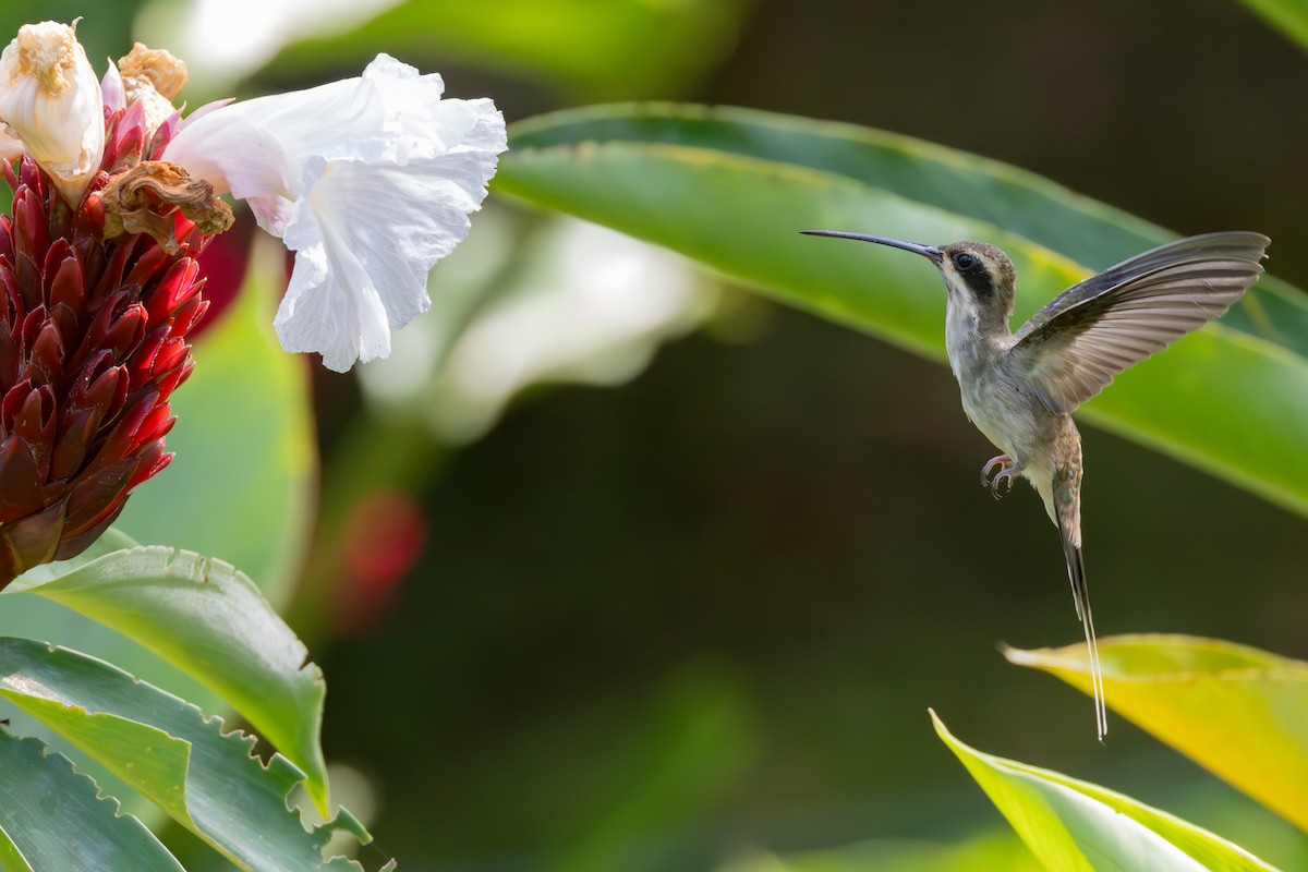 Pale-bellied Hermit - ML614191209