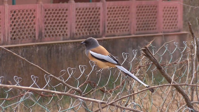 Rufous Treepie - ML614191232