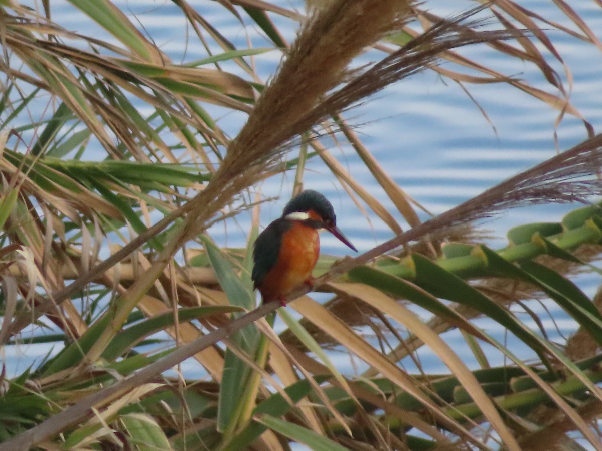 Common Kingfisher - ML614191247