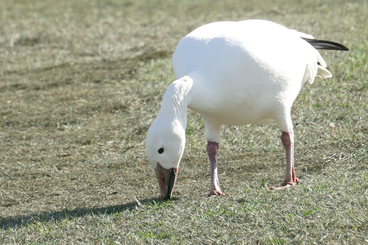 Snow Goose - ML614191249