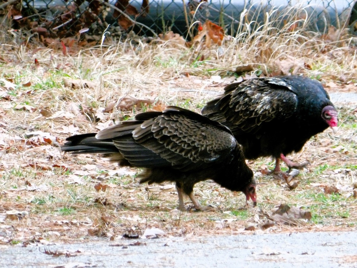 Turkey Vulture - ML614191256