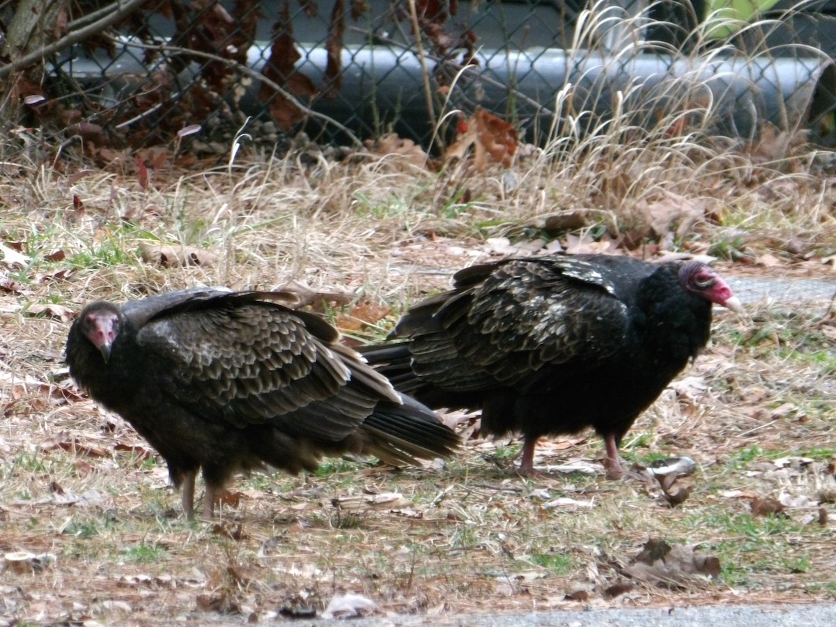 Turkey Vulture - ML614191257