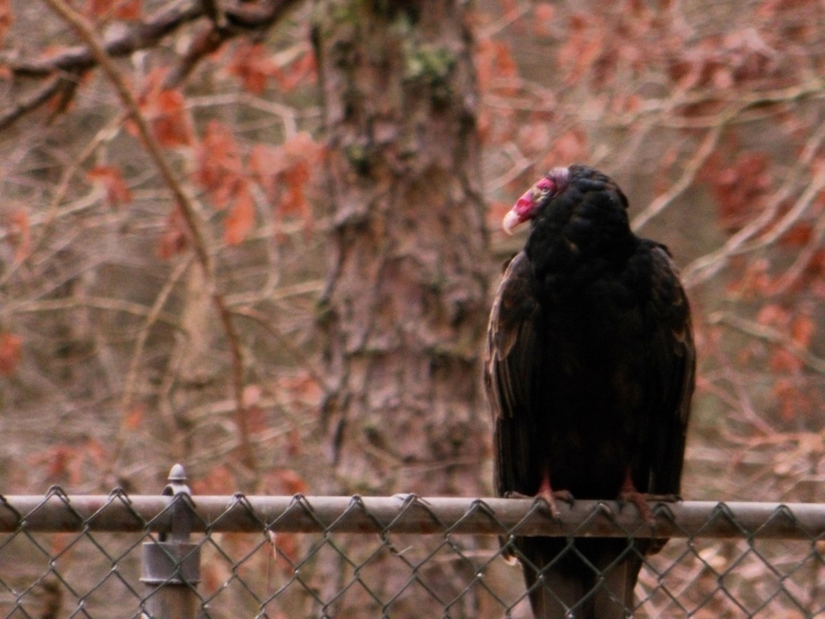 Turkey Vulture - ML614191258