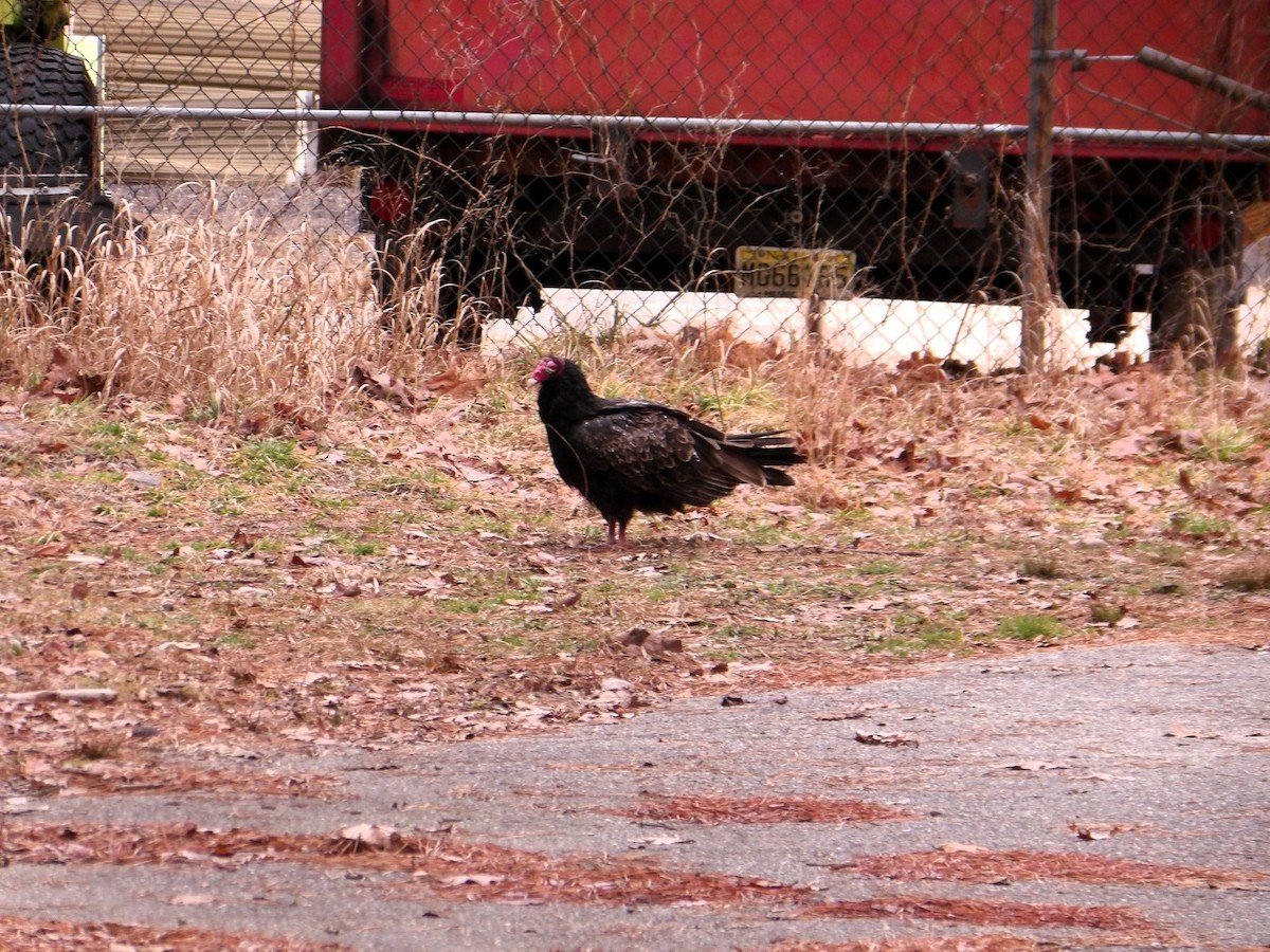 Turkey Vulture - ML614191259