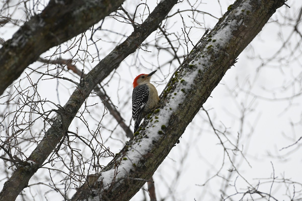 Red-bellied Woodpecker - ML614191391