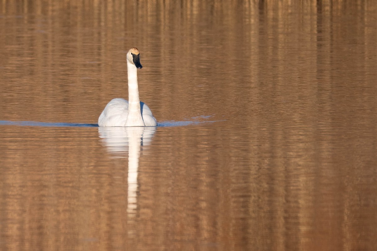 Trumpeter Swan - ML614191448