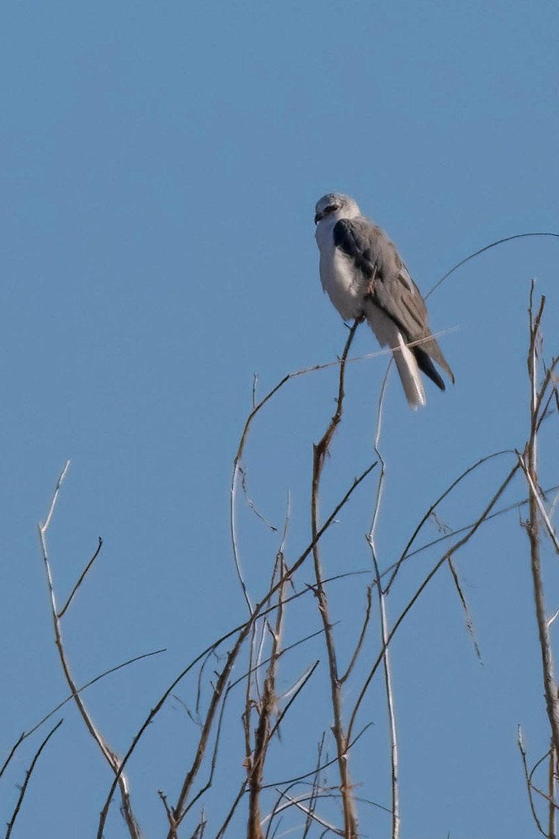 White-tailed Kite - ML614191472