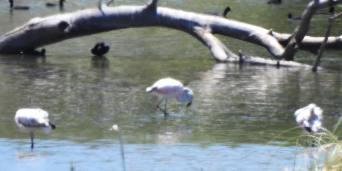 Chilean Flamingo - ML614191474