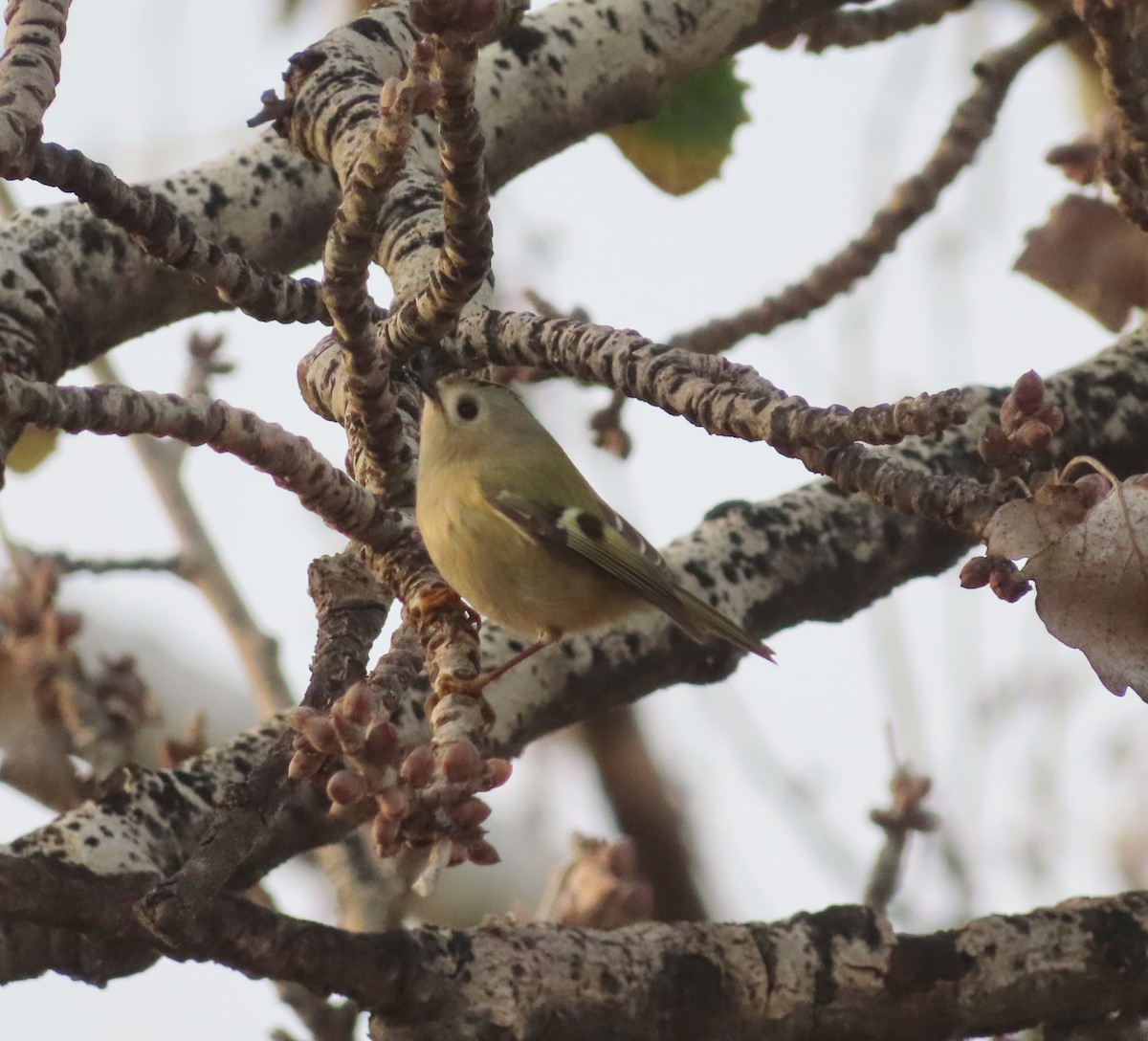 Goldcrest - ML614191502