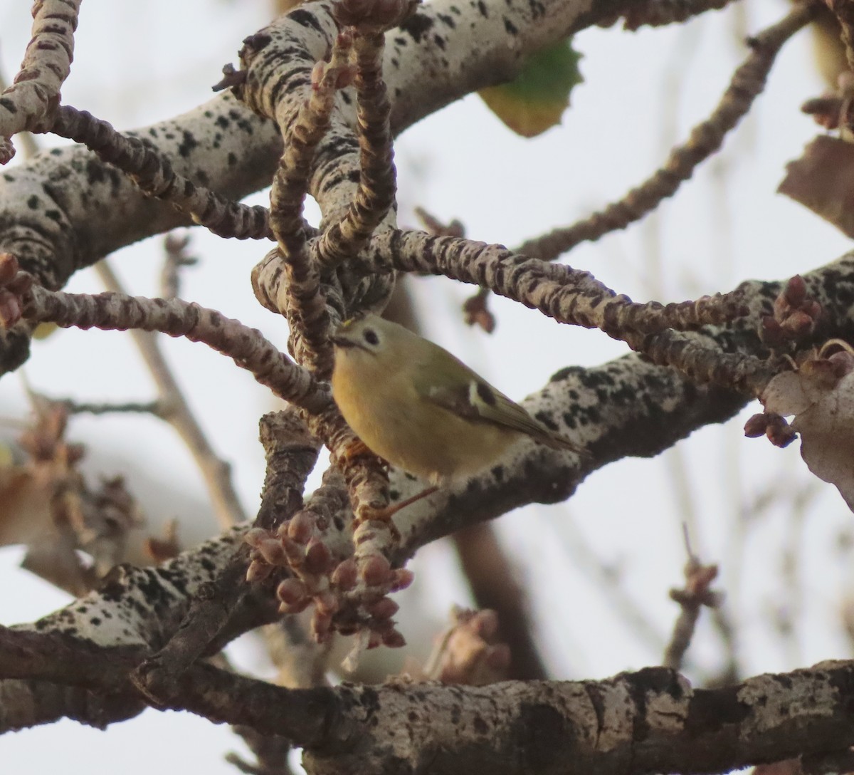 Goldcrest - ML614191508