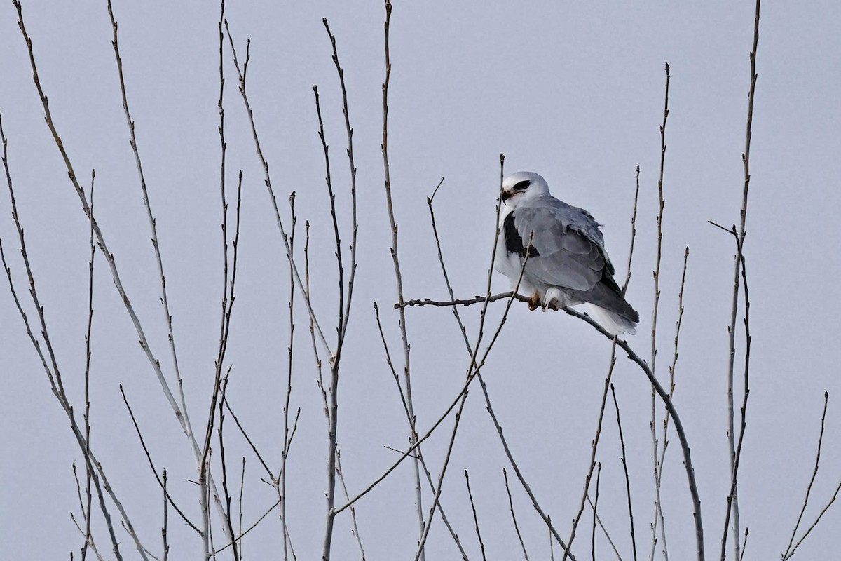 Élanion à queue blanche - ML614191522