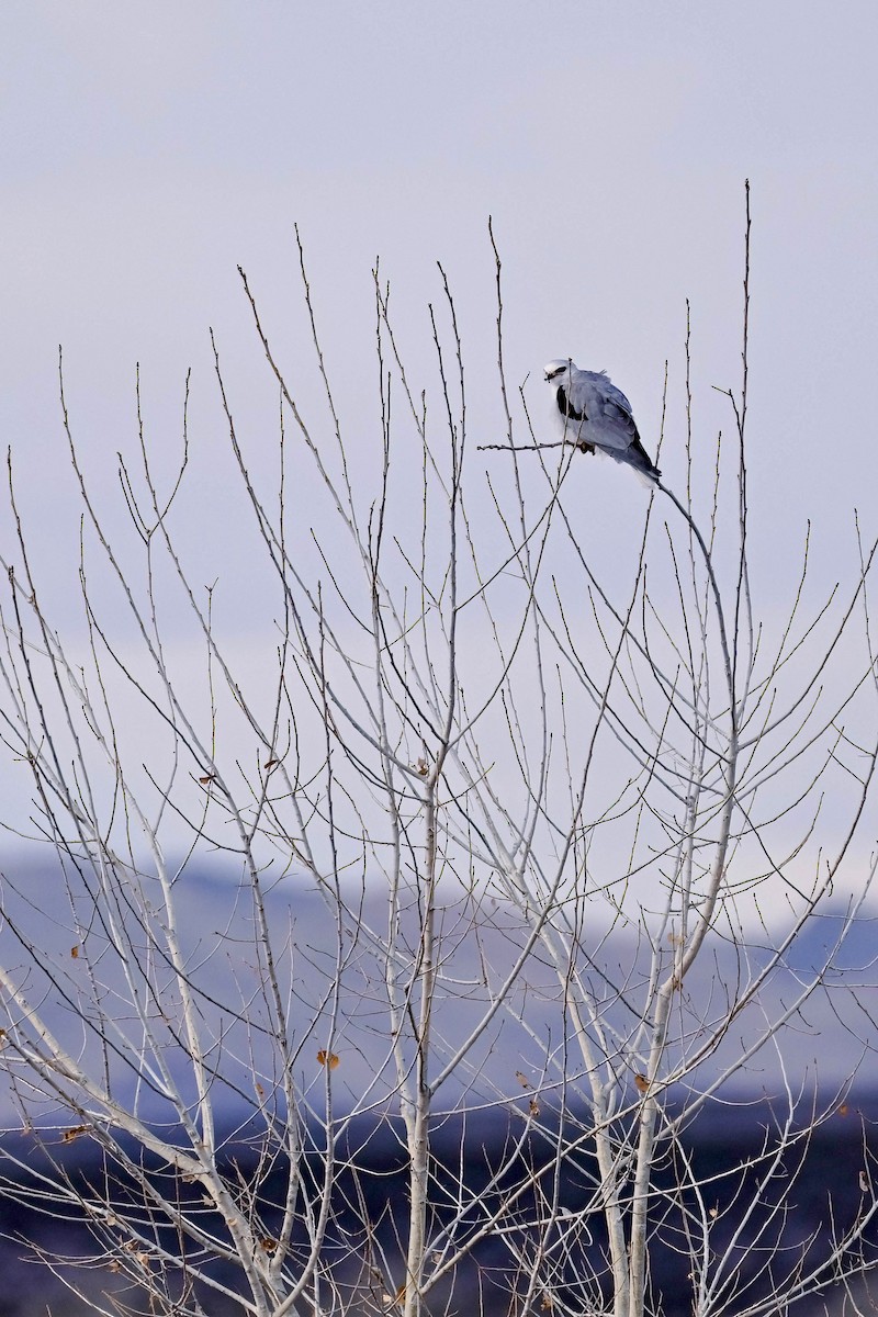 White-tailed Kite - ML614191523