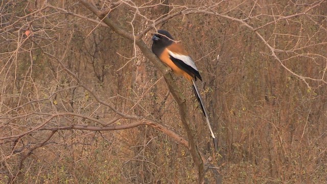 Rufous Treepie - ML614191544