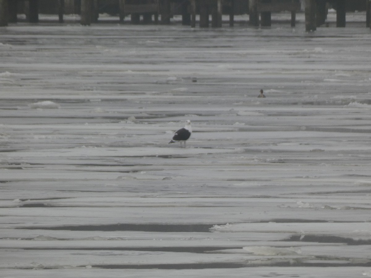 Great Black-backed Gull - ML614191548