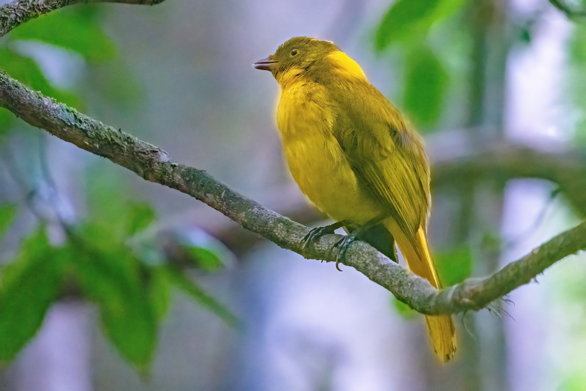 Golden Bowerbird - ML614191582