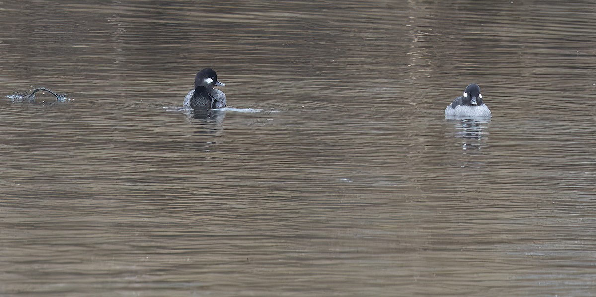 Bufflehead - ML614191633