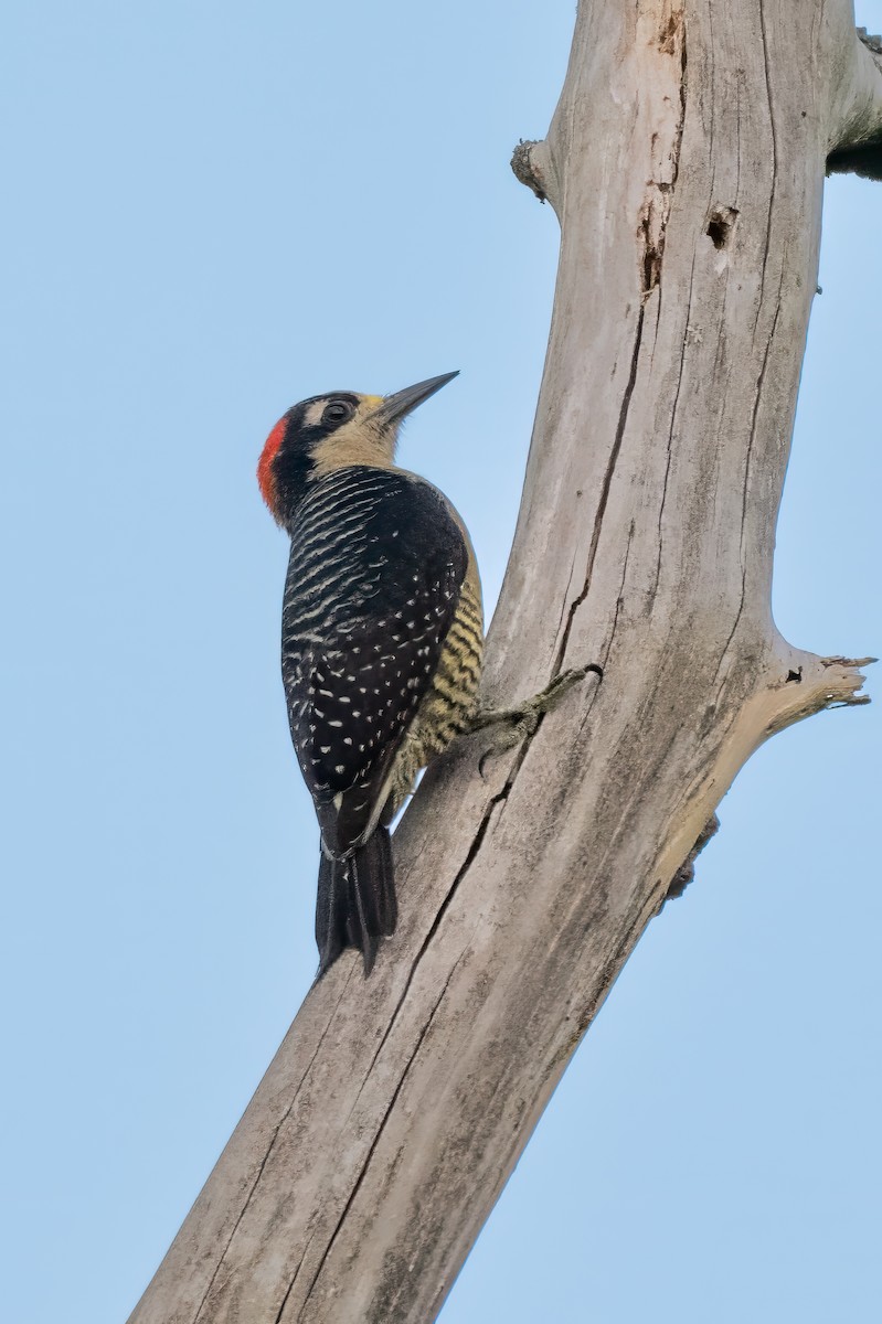 Black-cheeked Woodpecker - ML614191642