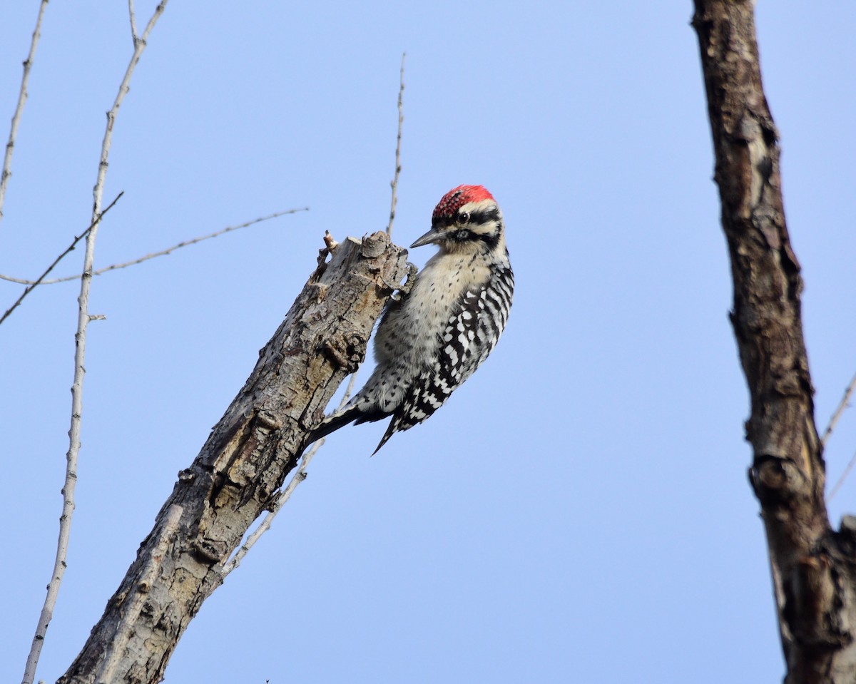 Ladder-backed Woodpecker - David de Rivera Tønnessen