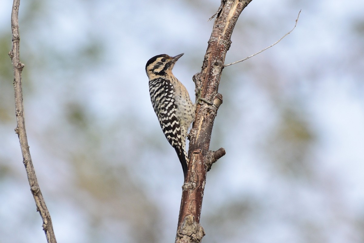 Ladder-backed Woodpecker - ML614191646