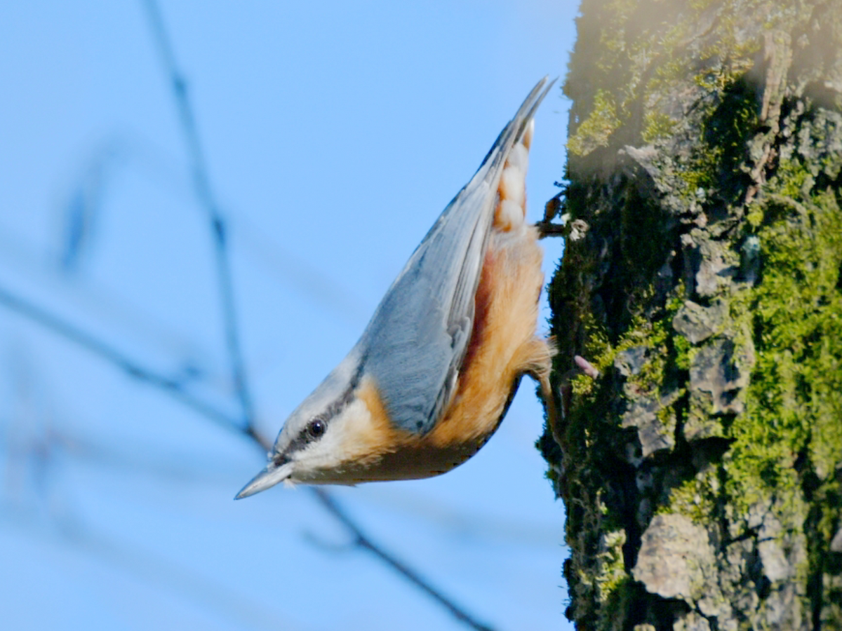 Eurasian Nuthatch - ML614191662