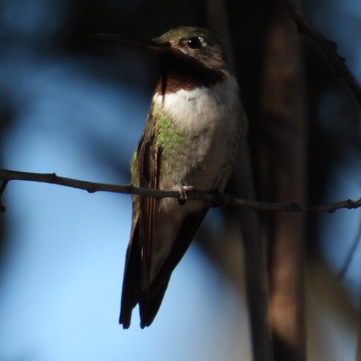 Broad-tailed Hummingbird - Robb Brumfield