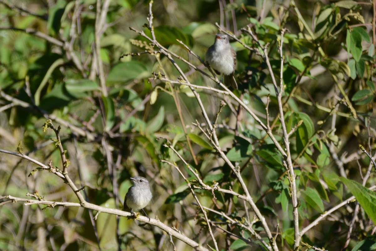 Marañon Tyrannulet - ML614191736