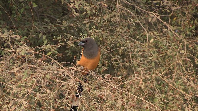 Rufous Treepie - ML614191746