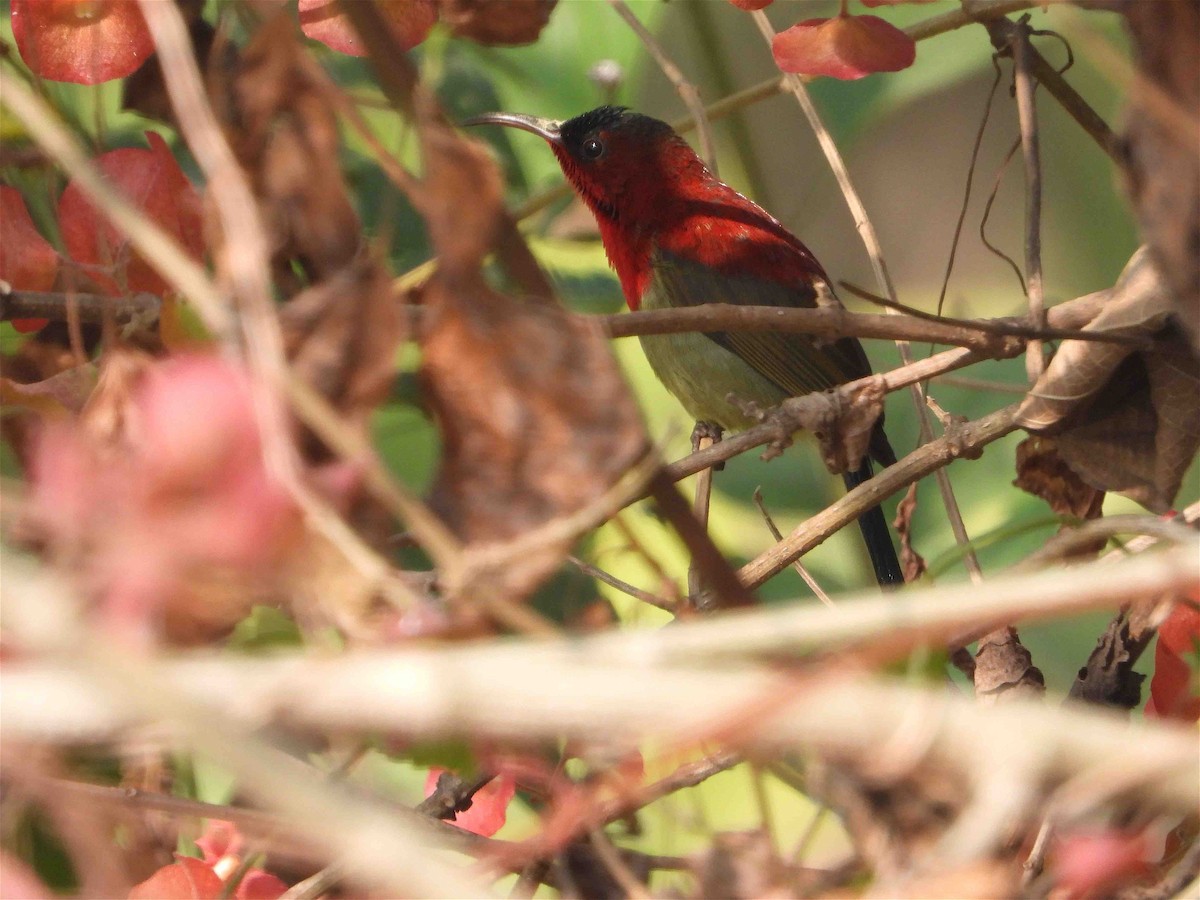 Crimson Sunbird - ML614191759