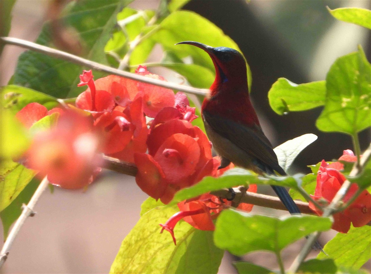 Crimson Sunbird - ML614191760