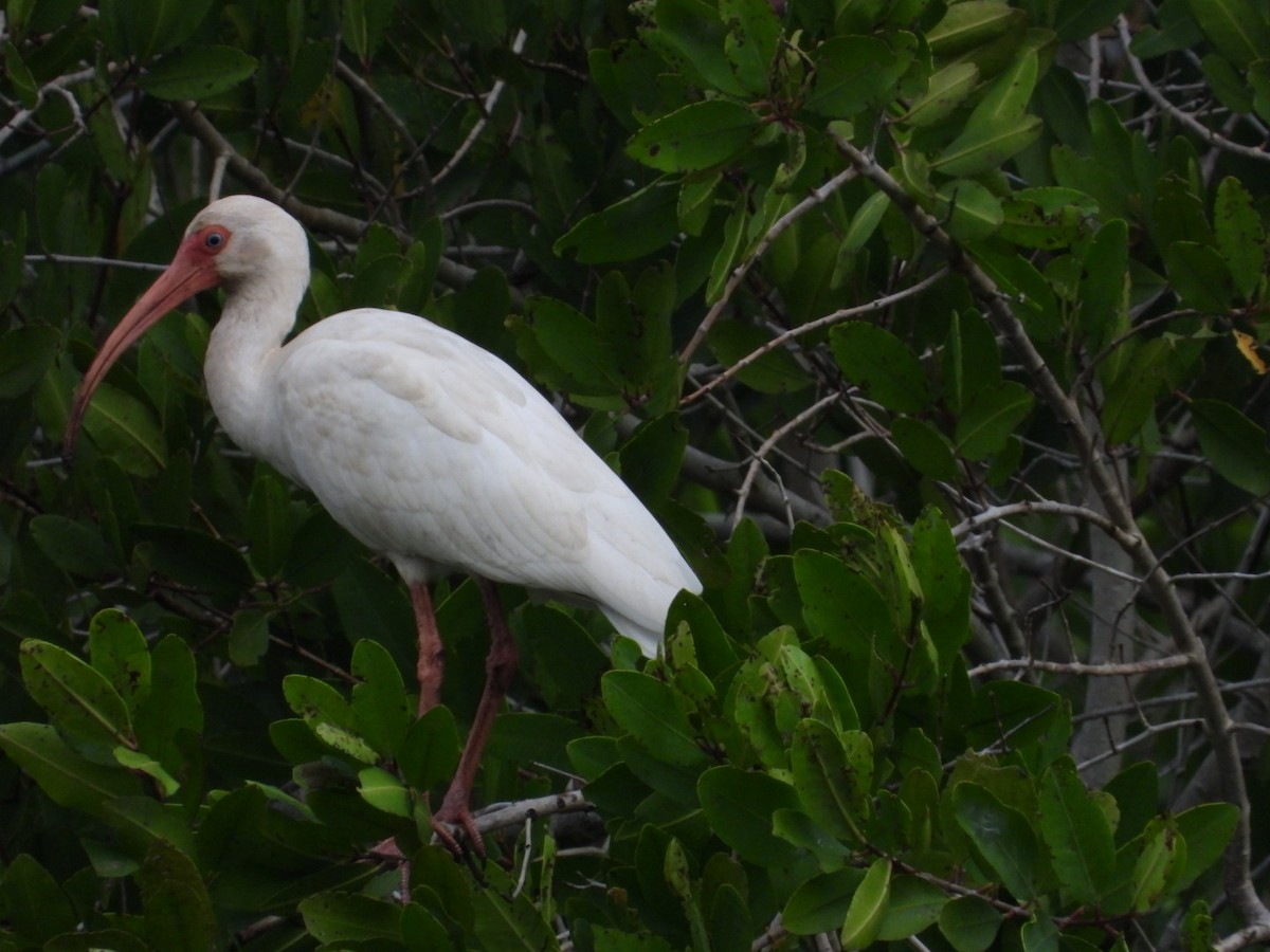 ibis bílý - ML614191769