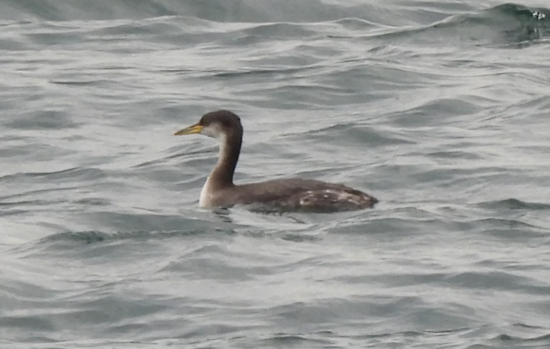 Western Grebe - Gwen Taylor