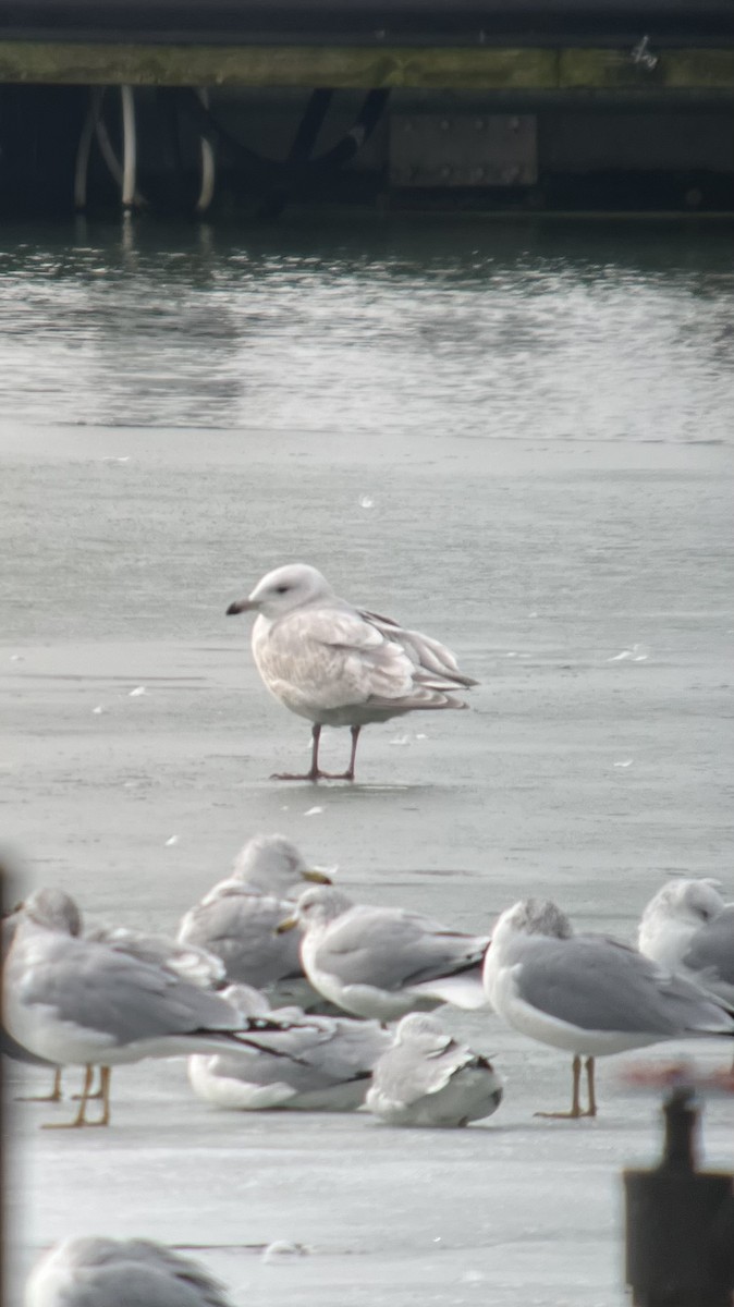 Iceland Gull - Luke Robertson