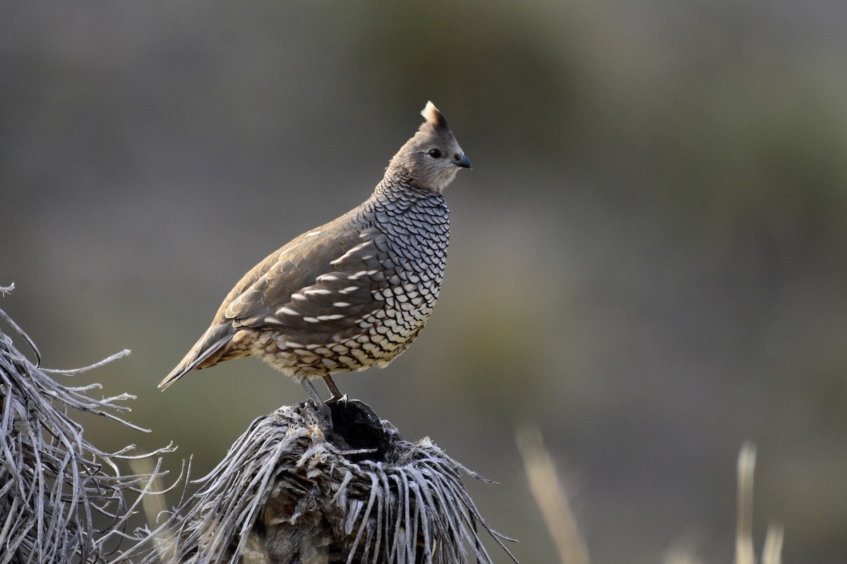 Scaled Quail - David de Rivera Tønnessen