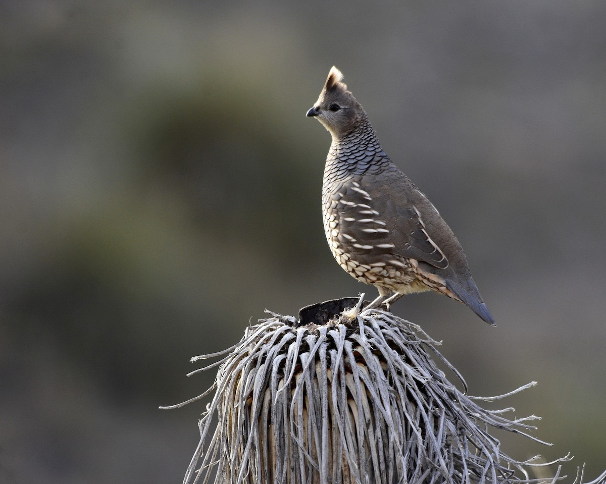 Scaled Quail - ML614191855