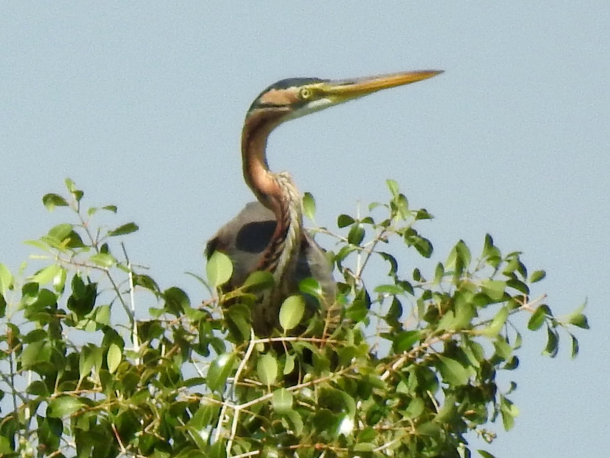 Purple Heron - ML614191959