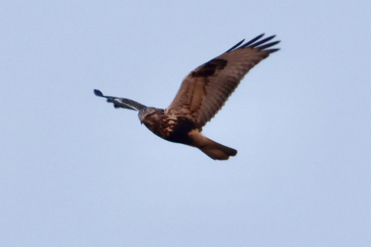 Rough-legged Hawk - ML614192031