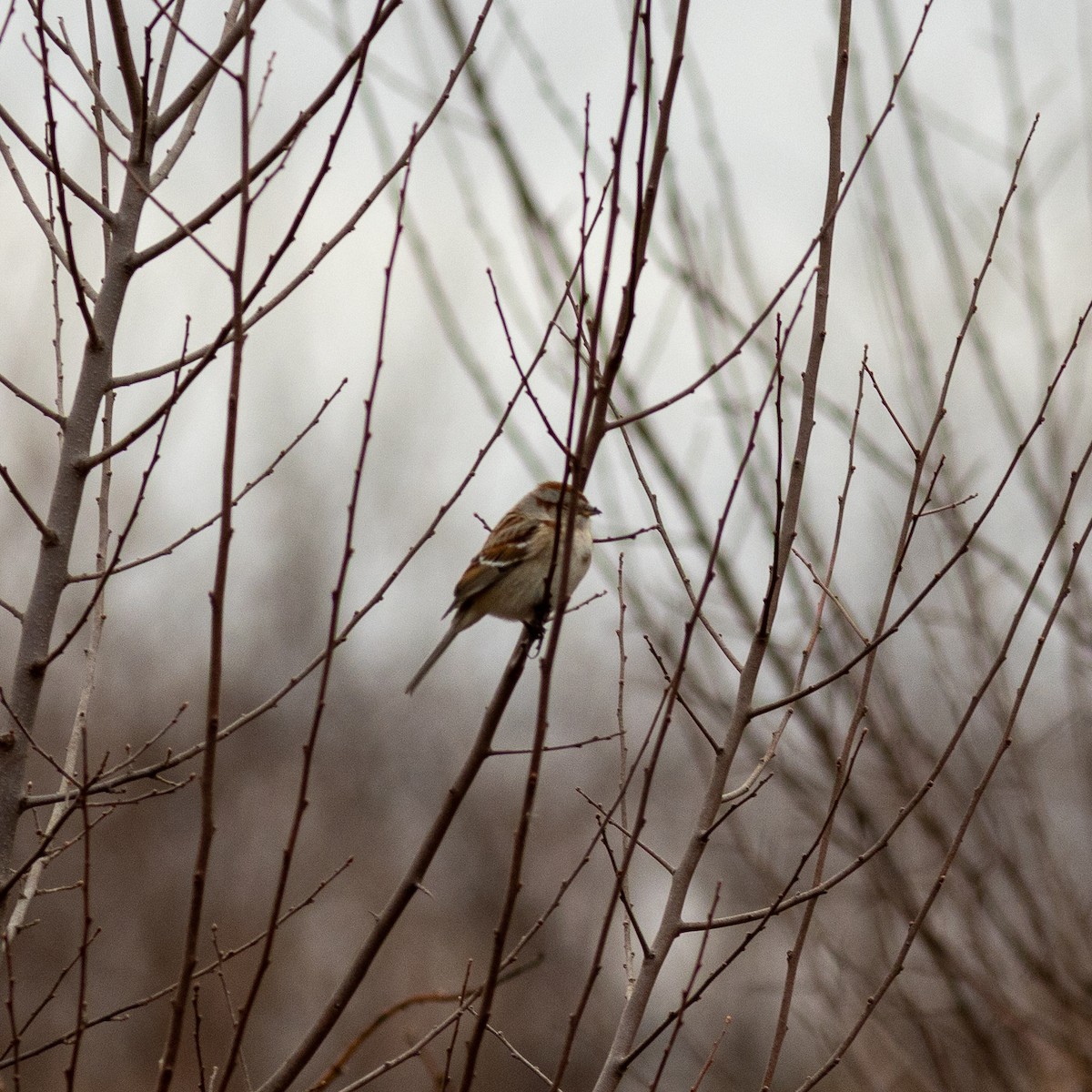 American Tree Sparrow - Scott Priebe