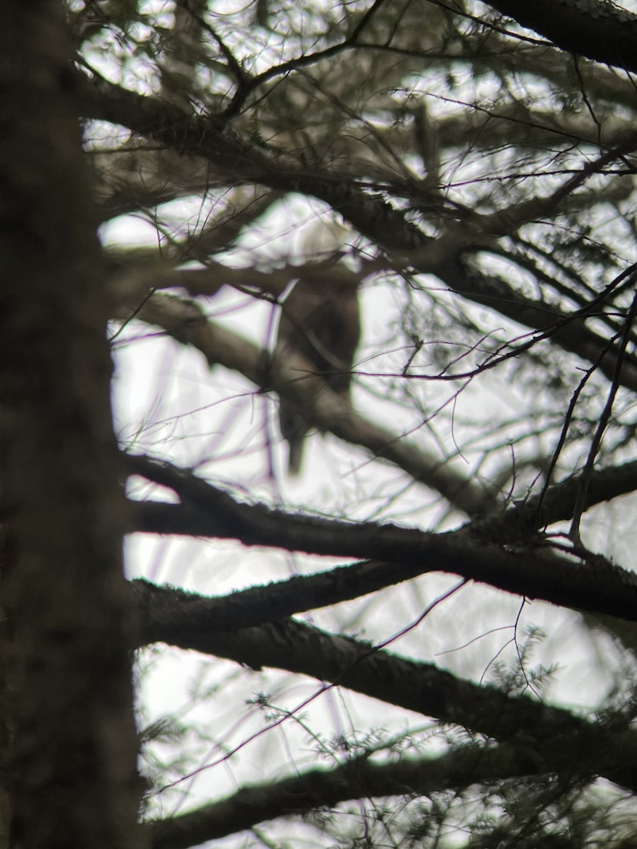 Bald Eagle - ML614192168