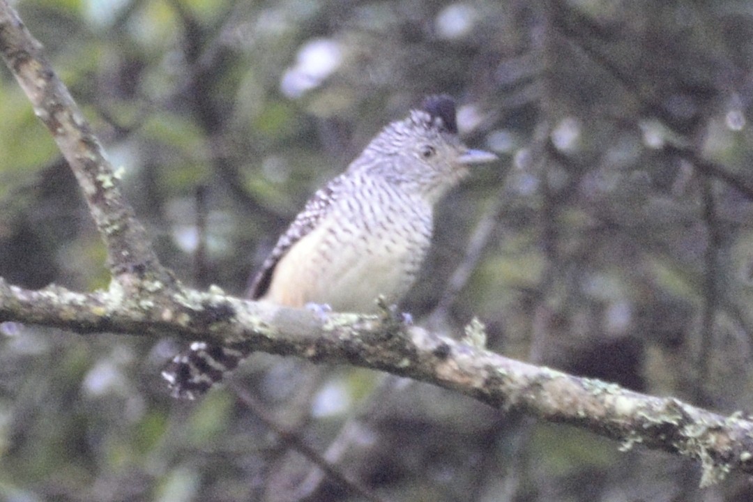 Chapman's Antshrike - ML614192171