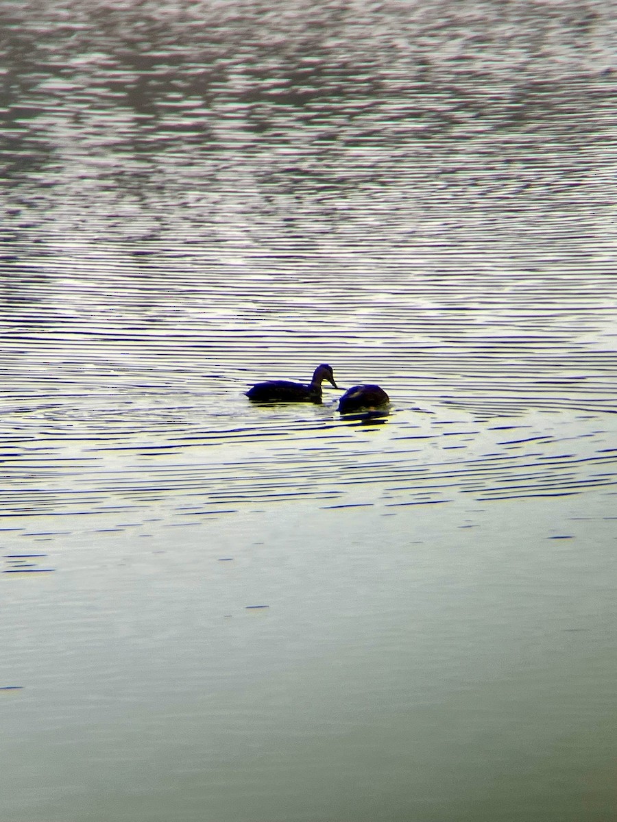 Canard noir - ML614192204
