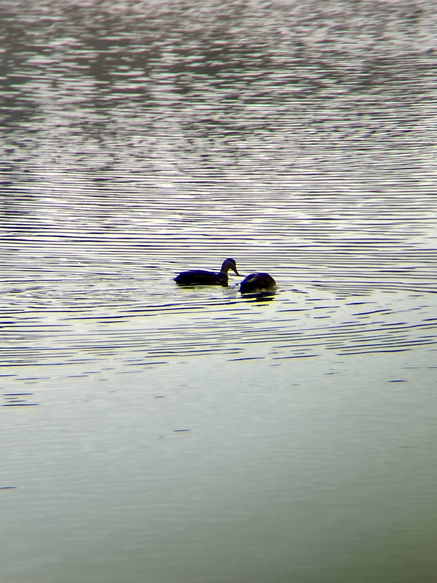 American Black Duck - ML614192204