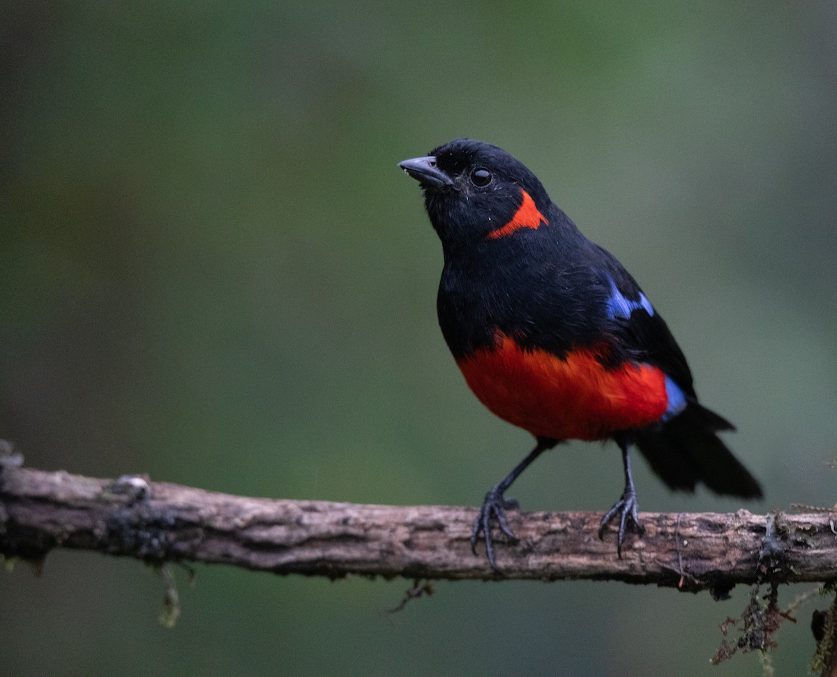 Scarlet-bellied Mountain Tanager - ML614192300