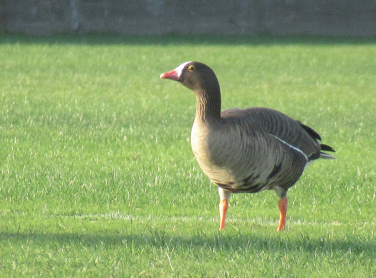 Lesser White-fronted Goose - ML614192325