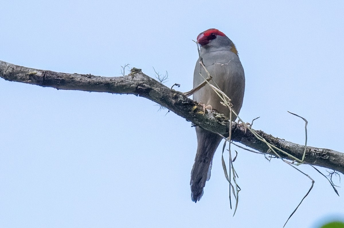 Red-browed Firetail - ML614192345