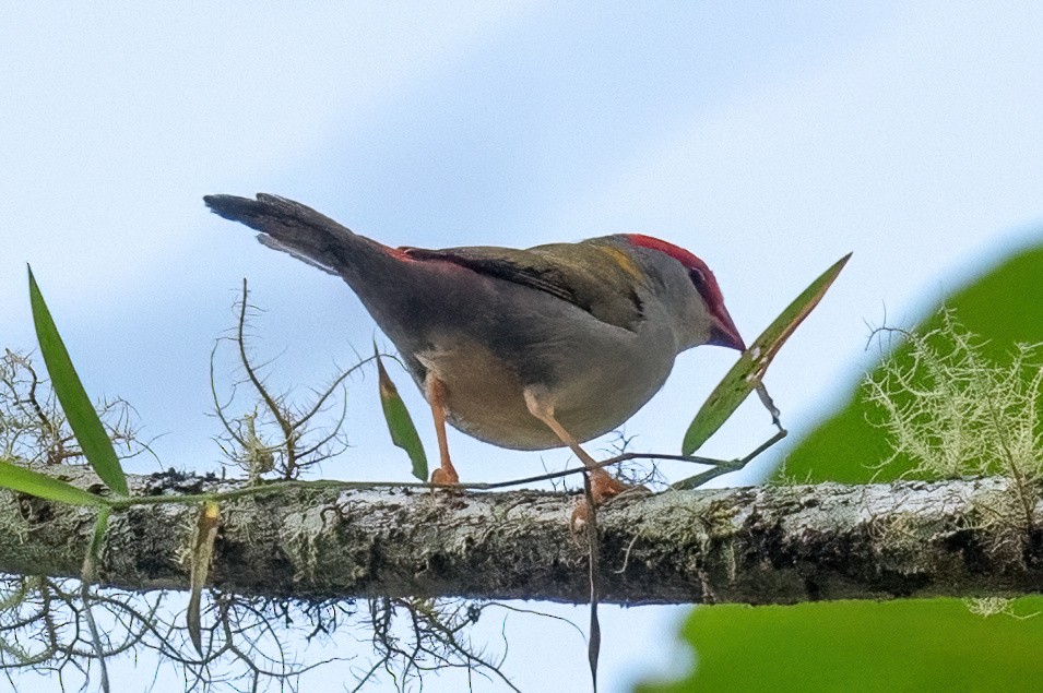 Red-browed Firetail - ML614192350