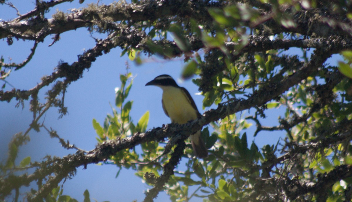 Boat-billed Flycatcher - ML614192439