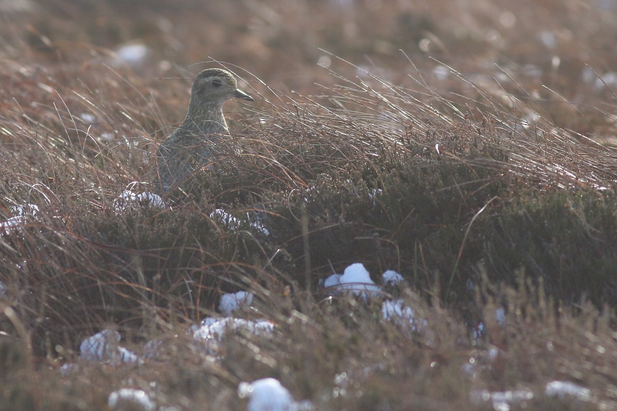 European Golden-Plover - ML614192475