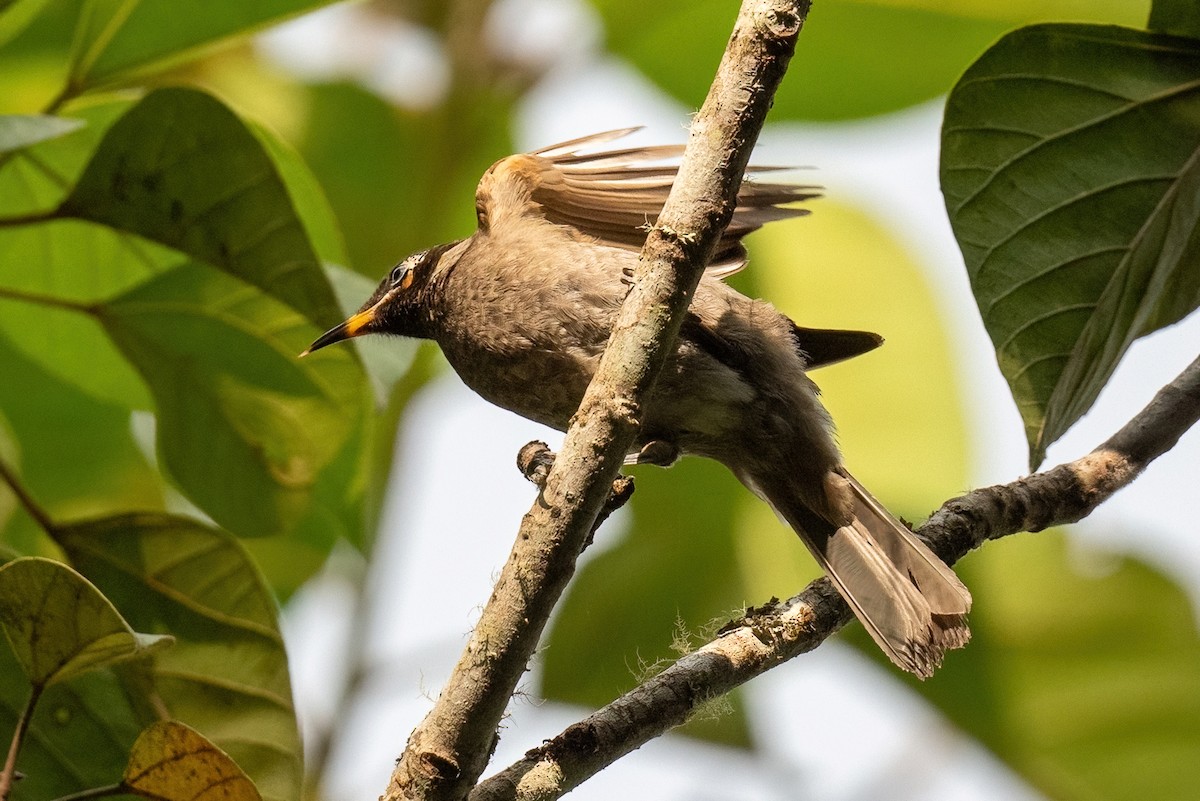 Bridled Honeyeater - James Hoagland