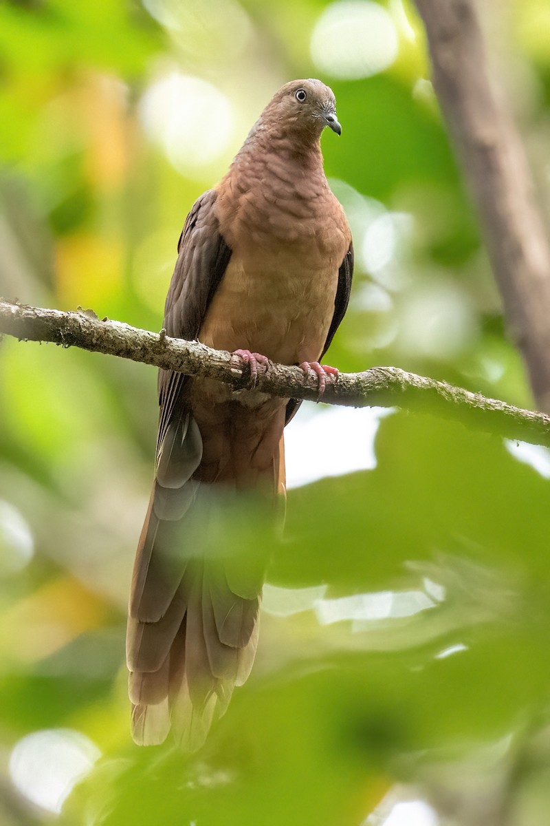 Brown Cuckoo-Dove - ML614192556